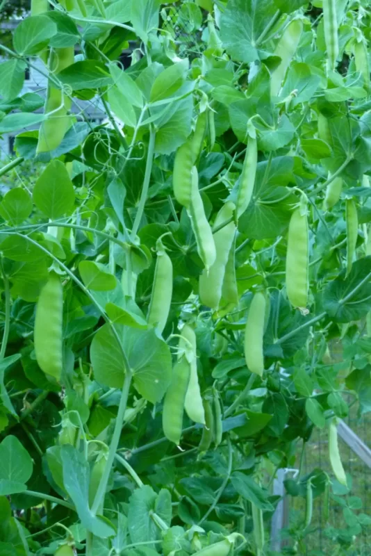 Patio Pride Pea Seeds photo review