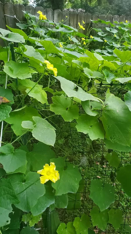 Luffa Gourd Seeds photo review