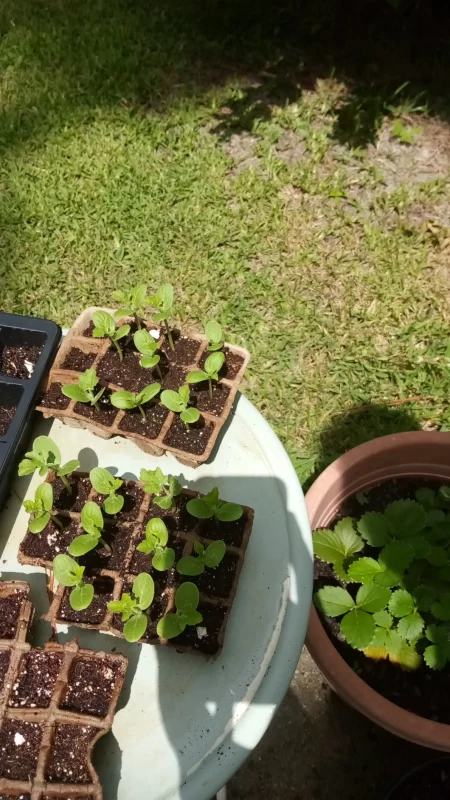 Jenny Hybrid Watermelon Seeds photo review