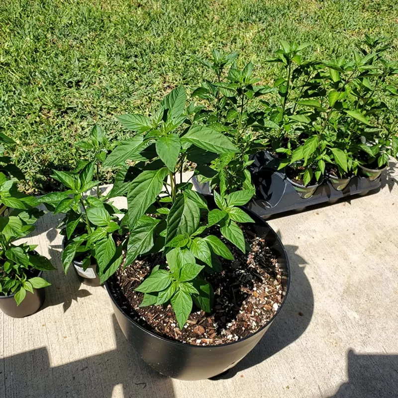 Caballero Hybrid Pepper Seeds photo review