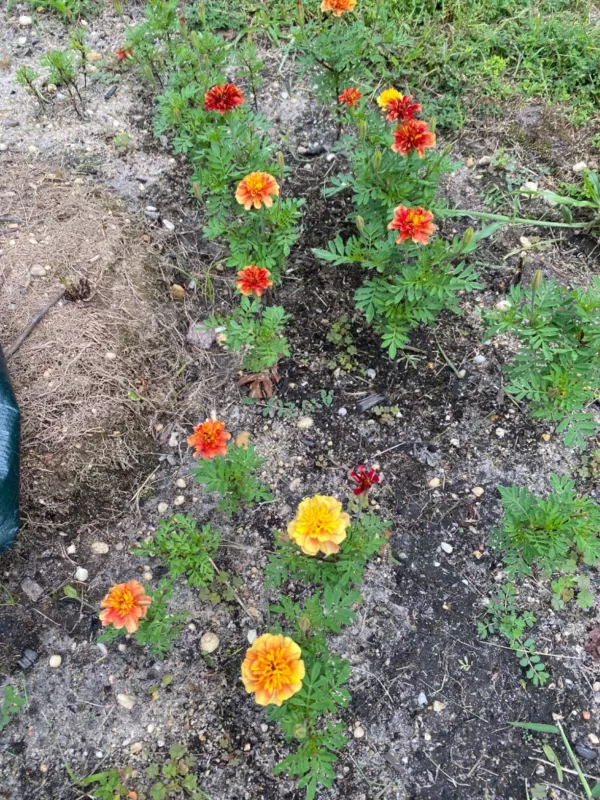 Fireball Marigold Seeds photo review