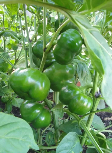 Chili Pie Hybrid Bell Pepper Seeds photo review