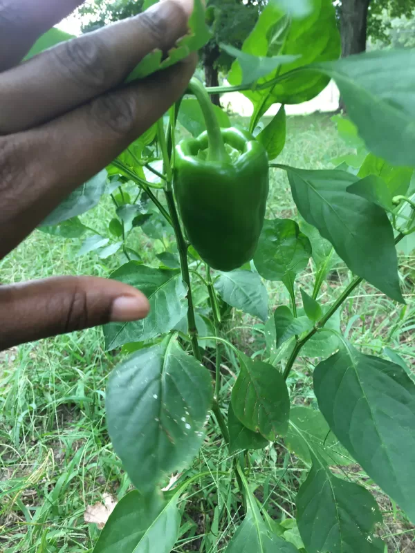 Colossal Hybrid Pepper Seeds photo review
