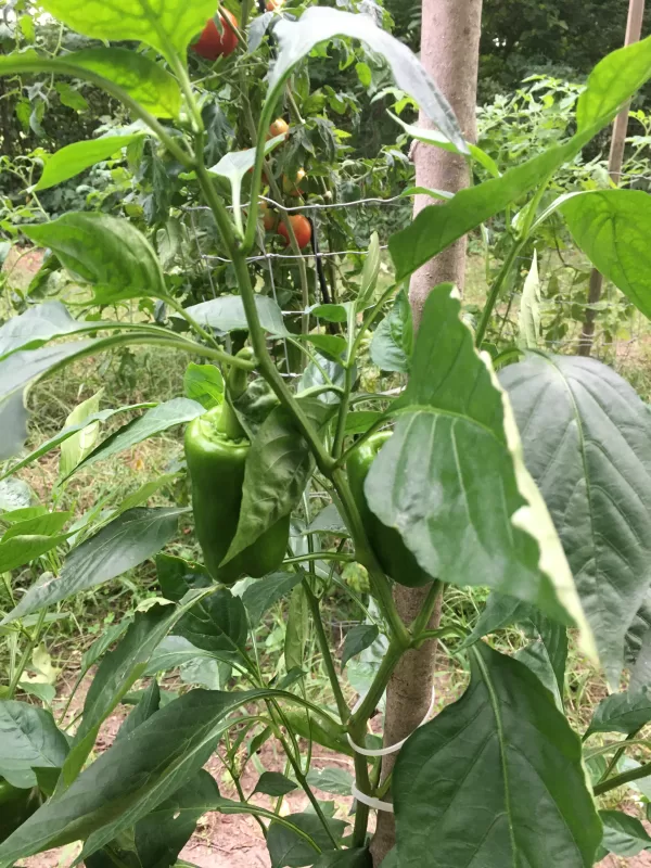 Colossal Hybrid Pepper Seeds photo review