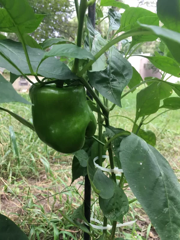 Big Bertha PS Hybrid Pepper Seeds photo review