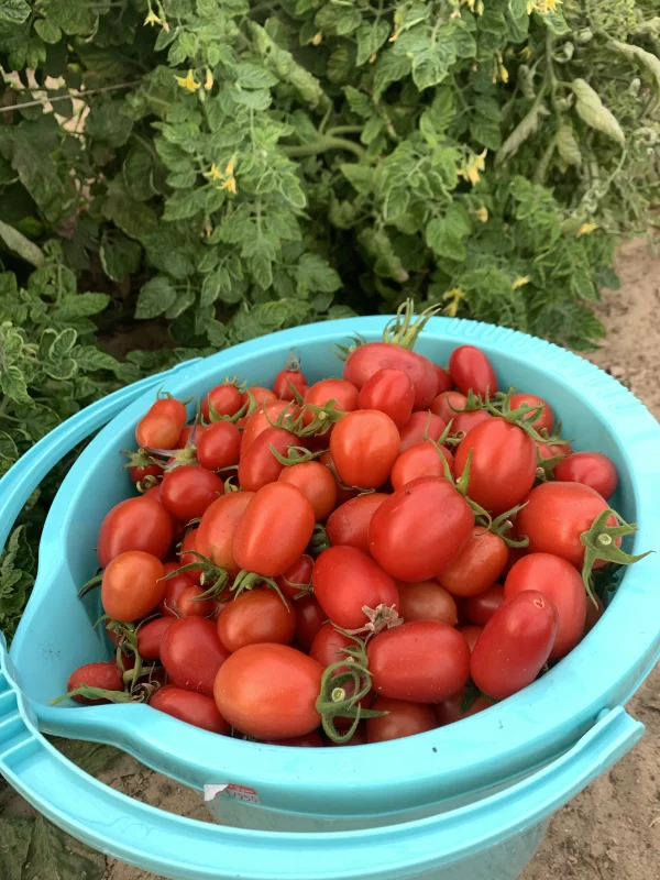 Corleone Hybrid Tomato Seeds photo review