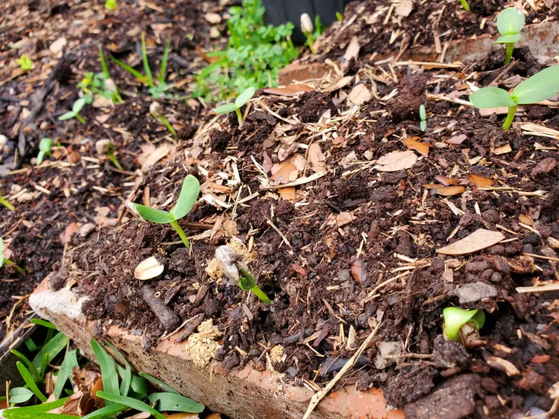 Vincent's® Choice Hybrid Sunflower Seeds photo review