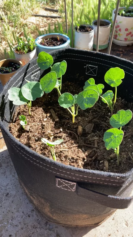 Whirlybird Mix Nasturtium Seeds photo review