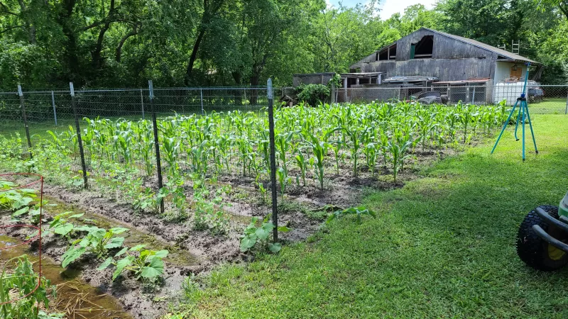 Ambrosia Hybrid Corn Seeds photo review