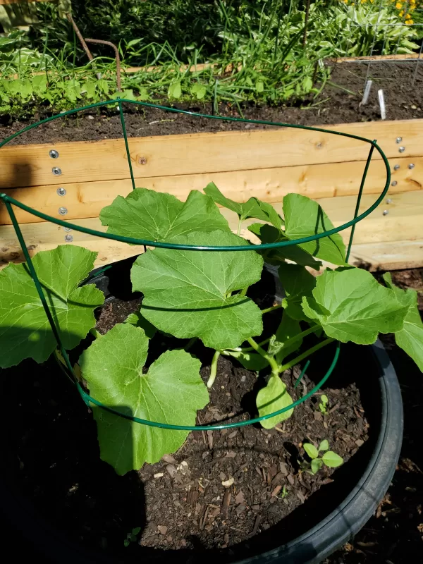 Bonbon Hybrid Squash Seeds photo review