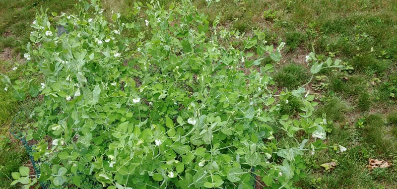 Super Sugar Snap Pea Seeds photo review