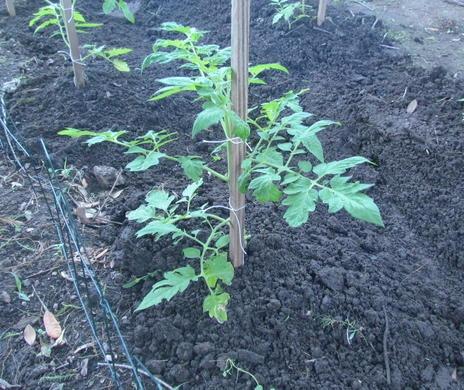 Season Starter Hybrid Tomato Seeds photo review