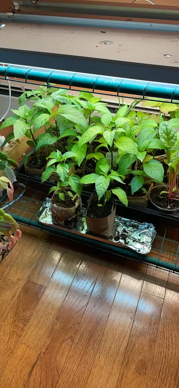 Merlot Hybrid Pepper Seeds photo review