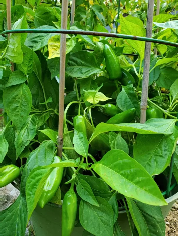 Grenada Hybrid Pepper Seeds photo review