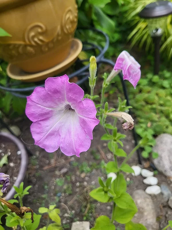 Radiance Lilac Shades Petunia Seeds photo review