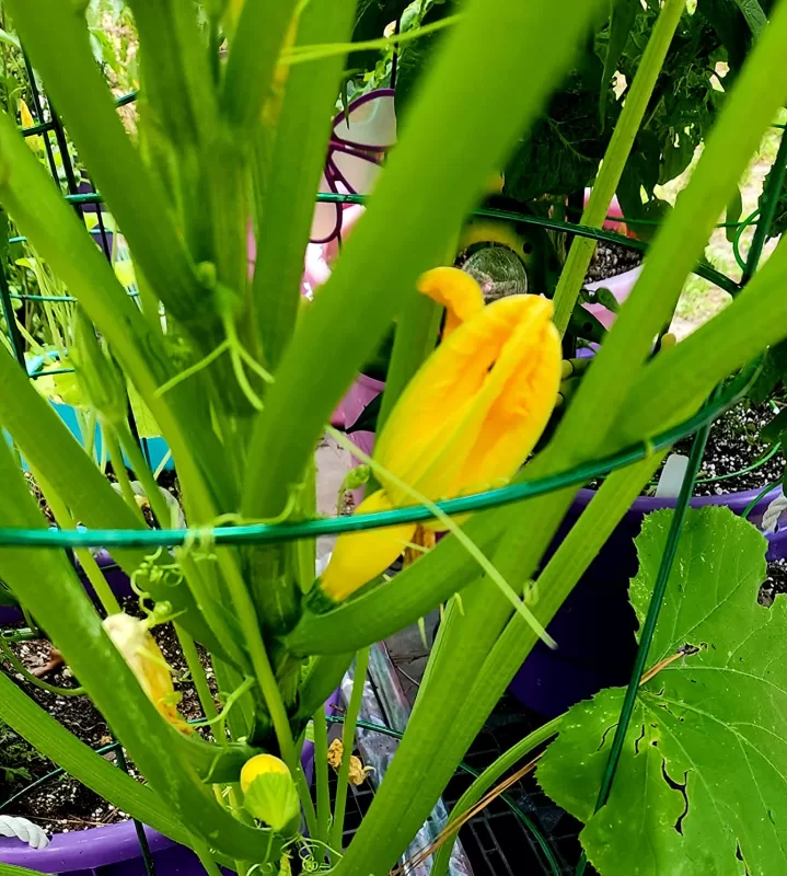 Gold Rush Hybrid Squash Seeds photo review