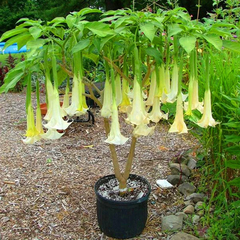 Brugmansia 'Wedding Bells