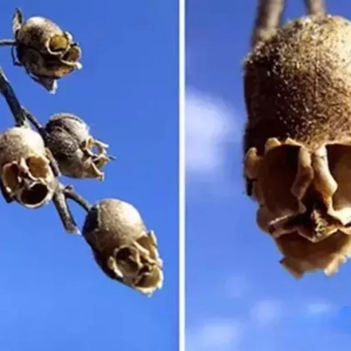 100pcs/pack antirrhinum seeds outdoor rare summer tree flower plants seeds