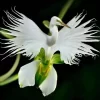 100pcs japanese egret flowers seeds white egret orchid seeds radiata rare white orchid