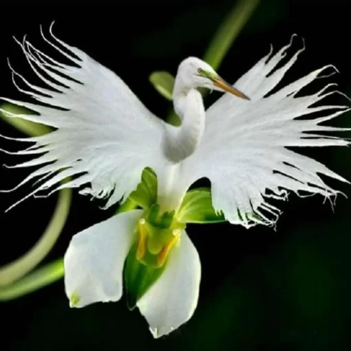 100pcs japanese egret flowers seeds white egret orchid seeds radiata rare white orchid