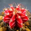 200pcs/pack 200pcs scallop red cactus seeds meaty plant mini succulent bonsai plants seeds