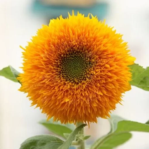 15pcs teddy bear sunflower seeds home garden semi dwarf helianthus garden beautiful flower seeds - Image 2