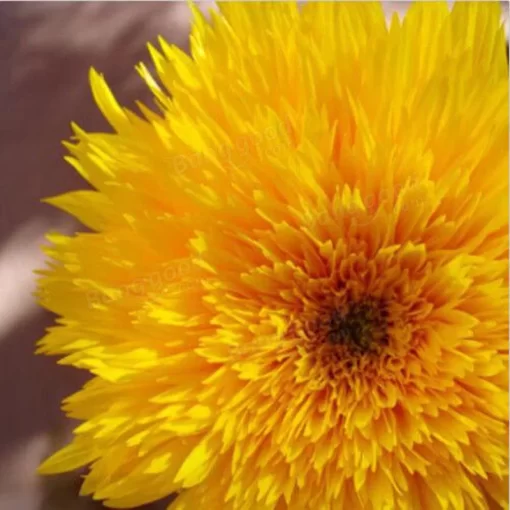 15pcs teddy bear sunflower seeds home garden semi dwarf helianthus garden beautiful flower seeds - Image 3