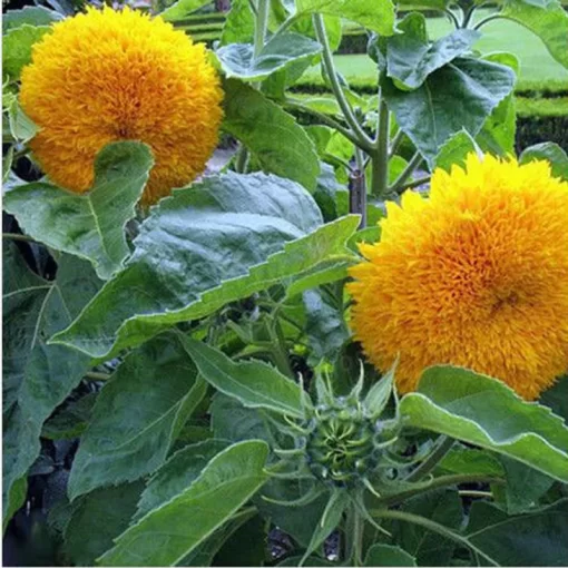 15pcs teddy bear sunflower seeds home garden semi dwarf helianthus garden beautiful flower seeds - Image 4