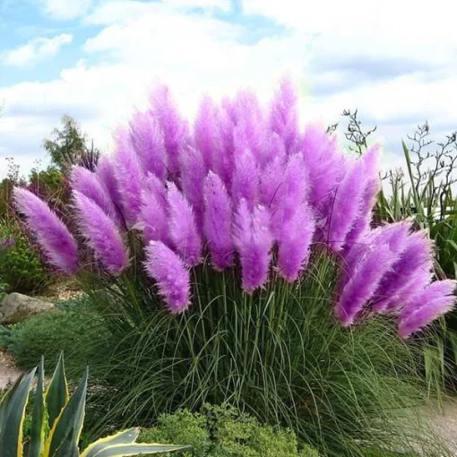 50pcs pampas grass seed potted purple pampas grass garden ornamental plants