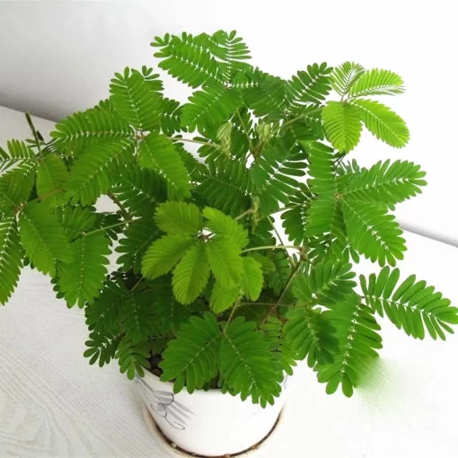 30pcs/pack mimosa seeds garden courtyard bashful grass sensitive potted plants