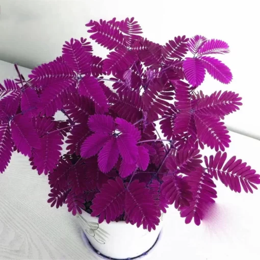 30pcs/pack mimosa seeds garden courtyard bashful grass sensitive potted plants - Image 2