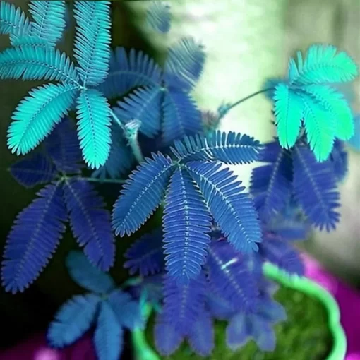 30pcs/pack mimosa seeds garden courtyard bashful grass sensitive potted plants - Image 3