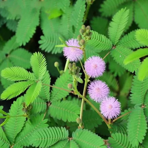 30pcs/pack mimosa seeds garden courtyard bashful grass sensitive potted plants - Image 4