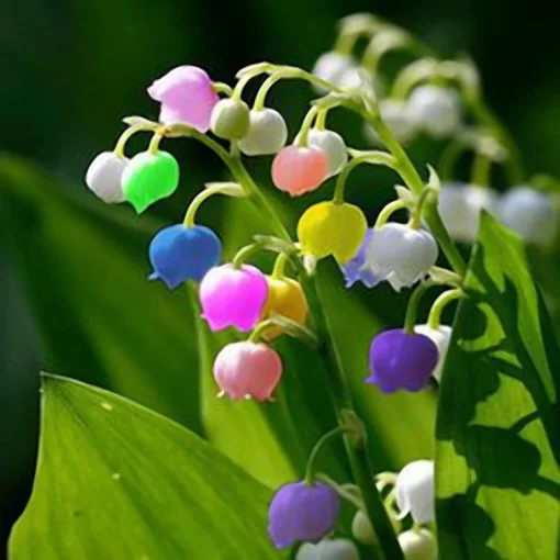 50 pcs rare lily of valley flower seeds colored rainbow bell orchid seed garden bonsai