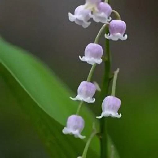 50 pcs rare lily of valley flower seeds colored rainbow bell orchid seed garden bonsai - Image 2