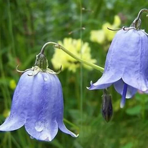 50 pcs rare lily of valley flower seeds colored rainbow bell orchid seed garden bonsai - Image 3
