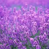 50pcs provence lavender seeds fragrant organic flower seeds home garden bonsai plant