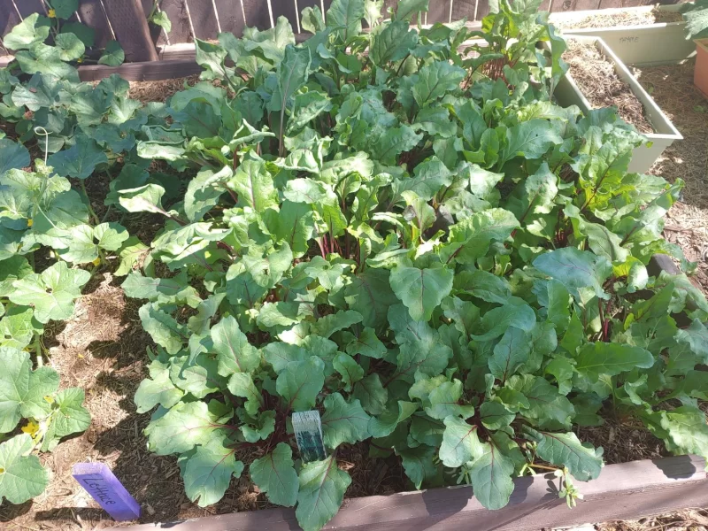 Moulin Rouge Hybrid Beet Seeds photo review