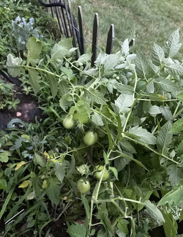 Corleone Hybrid Tomato Seeds photo review