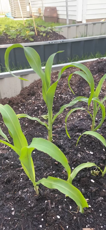 Ambrosia Hybrid Corn Seeds photo review