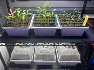 Garden Salsa Hybrid Pepper Seeds photo review