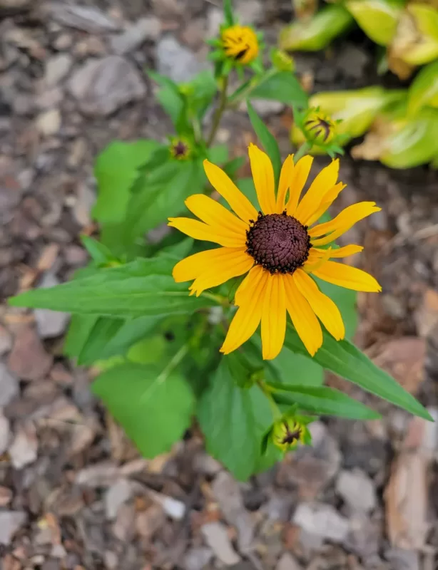 Rudbeckia 'Little Goldstar' Seed photo review