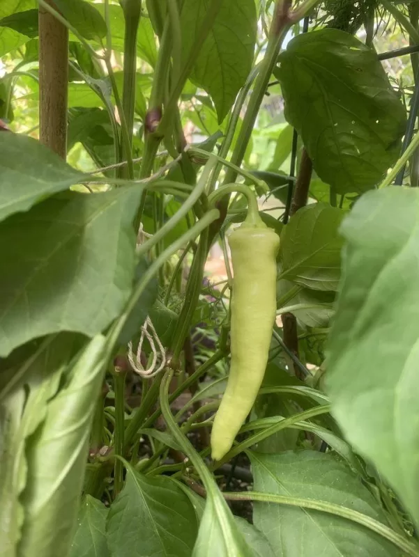 Geronimo Hungarian Wax Pepper Hybrid Seeds photo review