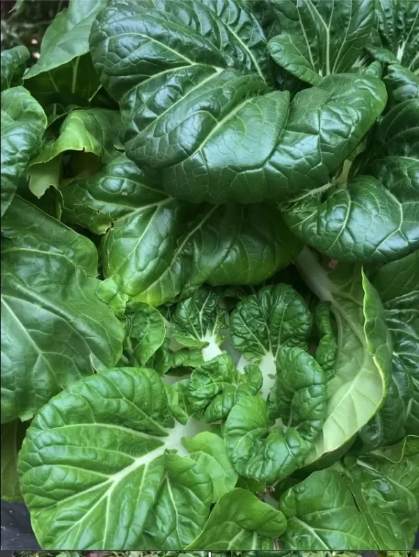 Toy Choy Hybrid Pak Choi Seeds photo review