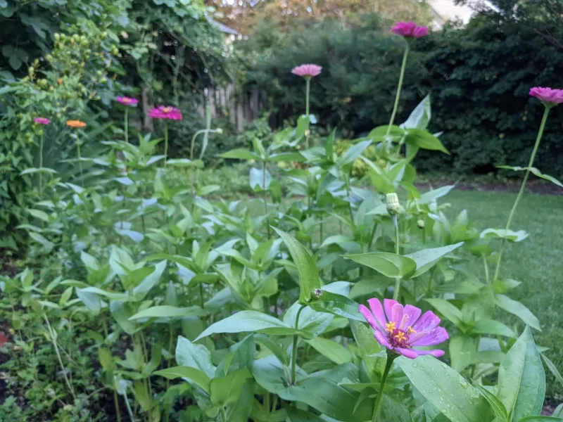 Profusion AAS Mix Zinnia Seeds photo review