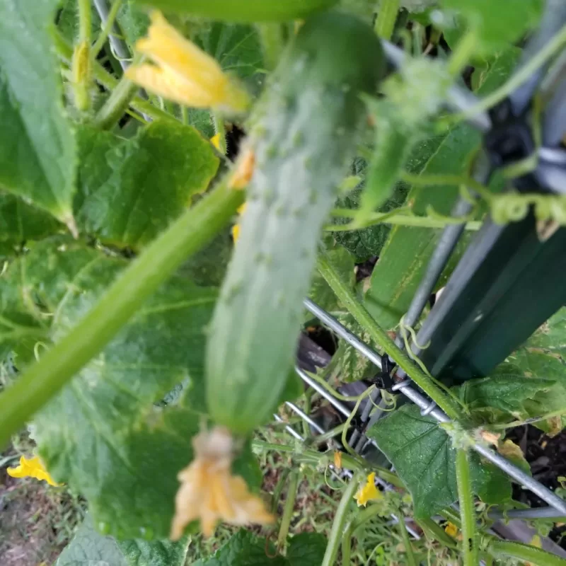 Saladmore Bush Hybrid Cucumber Seeds photo review