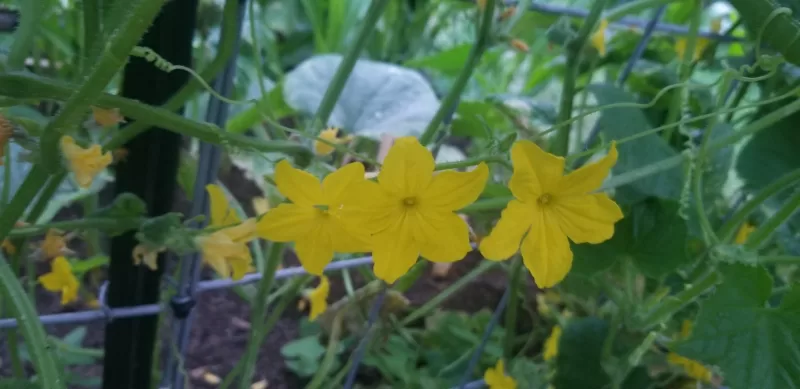 Saladmore Bush Hybrid Cucumber Seeds photo review