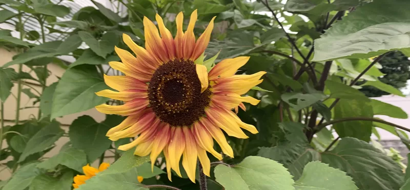 Evening Sun Organic Sunflower Seeds photo review