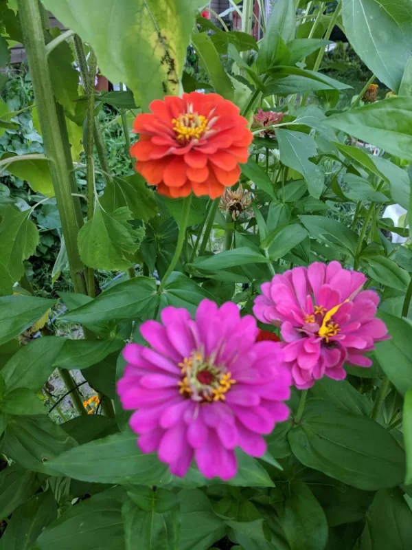 Double Zahara™ Brilliant Mix Zinnia Seeds photo review