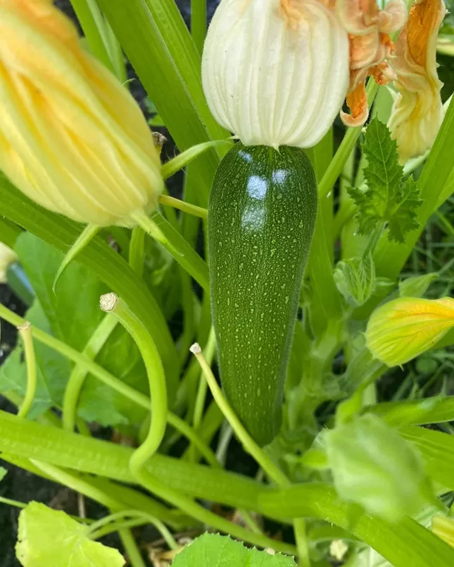 Spineless Beauty Hybrid Squash Seeds photo review